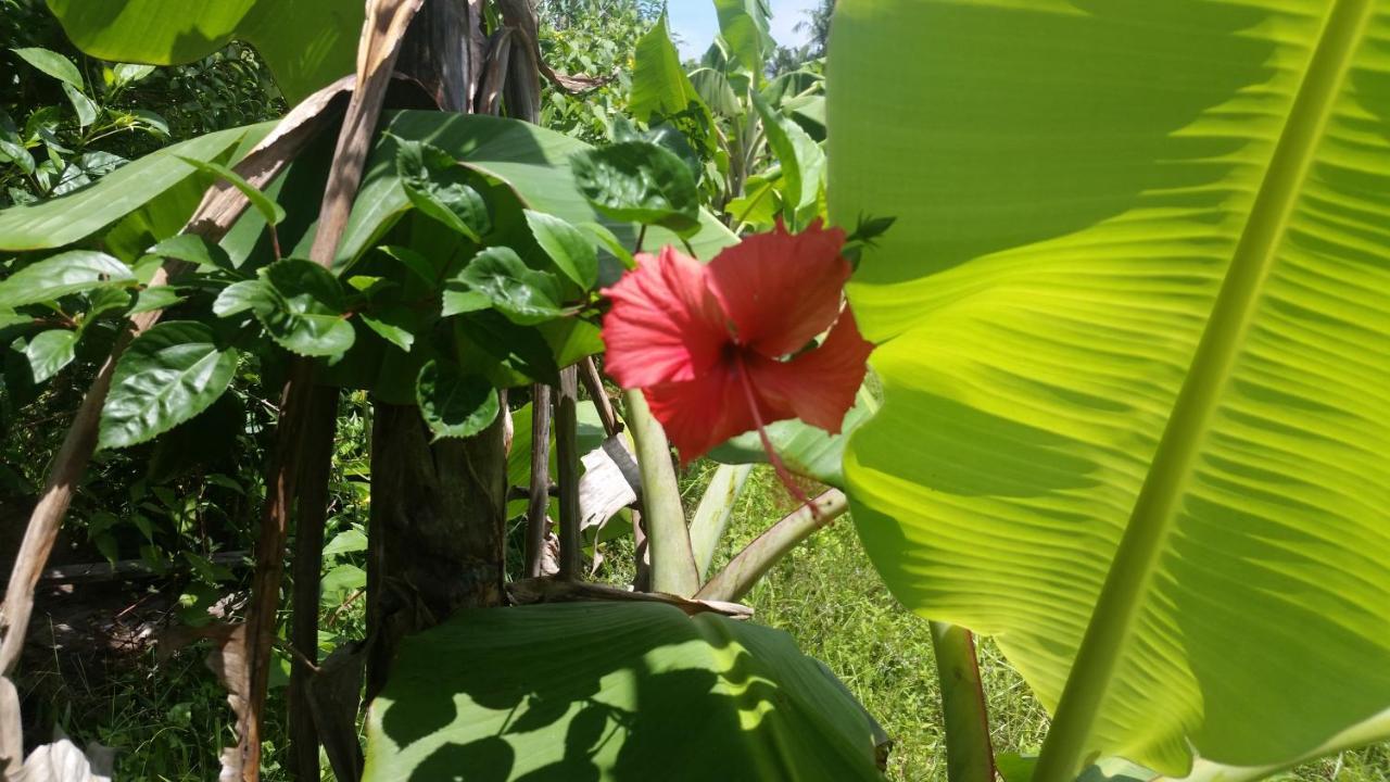 Banana Grove El Nido Hotel Exterior photo